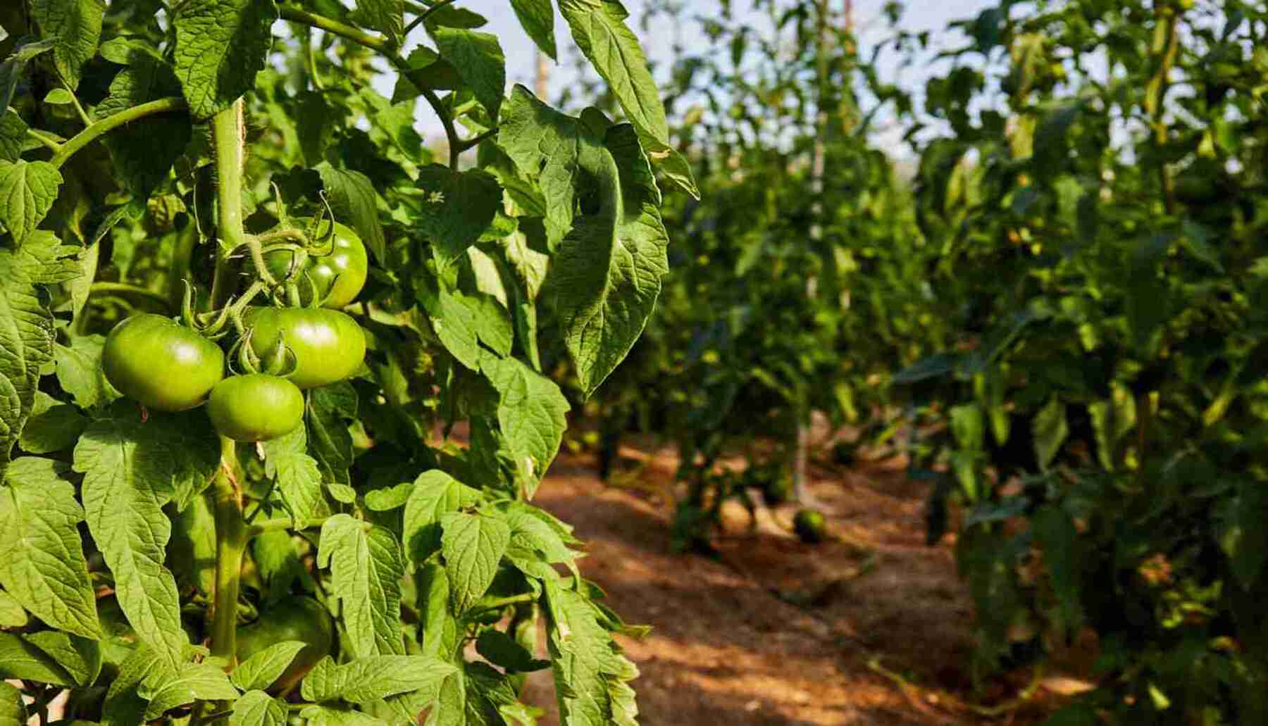 ¿De dónde saldrá el agua para regar los cultivos de Almería