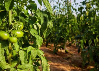 ¿De dónde saldrá el agua para regar los cultivos de Almería