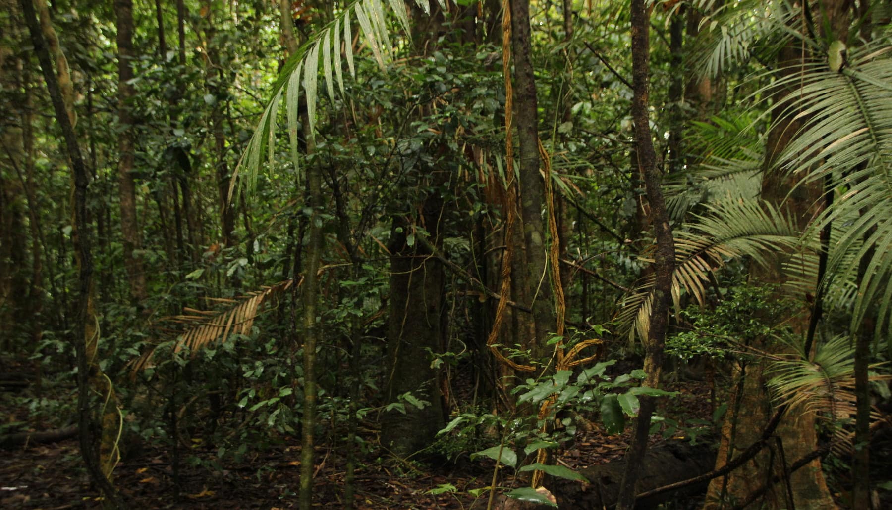 ¿Qué es la biodiversidad invisible y cuál es su importancia para las selvas tropicales