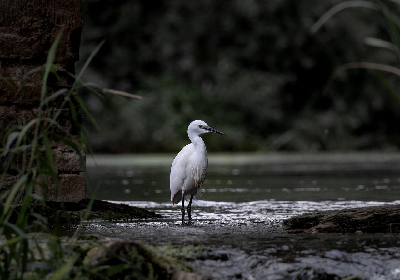 España Ramsar COP15