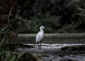 España Ramsar COP15