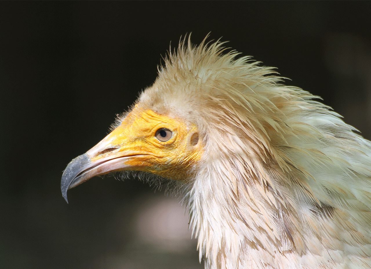 AMUS Fundación Iberdrola conservación alimoche
