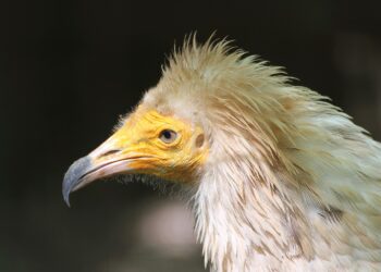 AMUS Fundación Iberdrola conservación alimoche