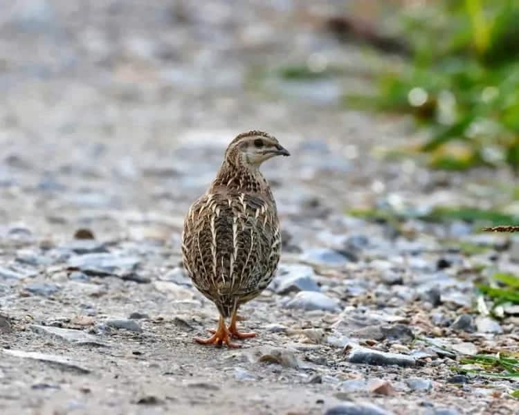 Advierten caza media veda afecta especies