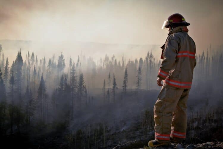 Animales domésticos fauna autóctona incendios forestales España