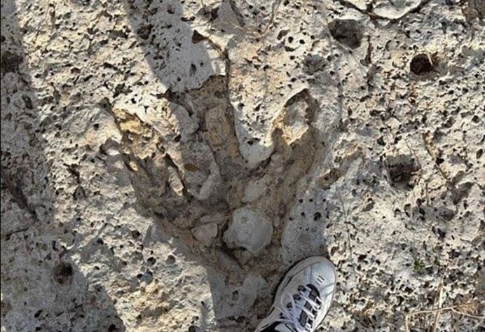 Aparecen tras lluvias torrenciales Texas EEUU huellas dinosaurios
