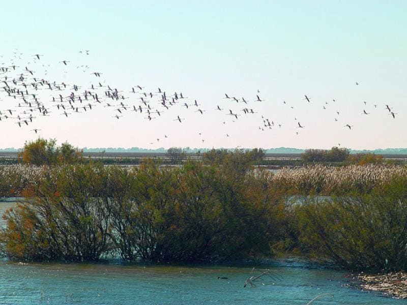 Ayudas 28,5 millones renaturalización restauración ecológica área de influencia Doñana