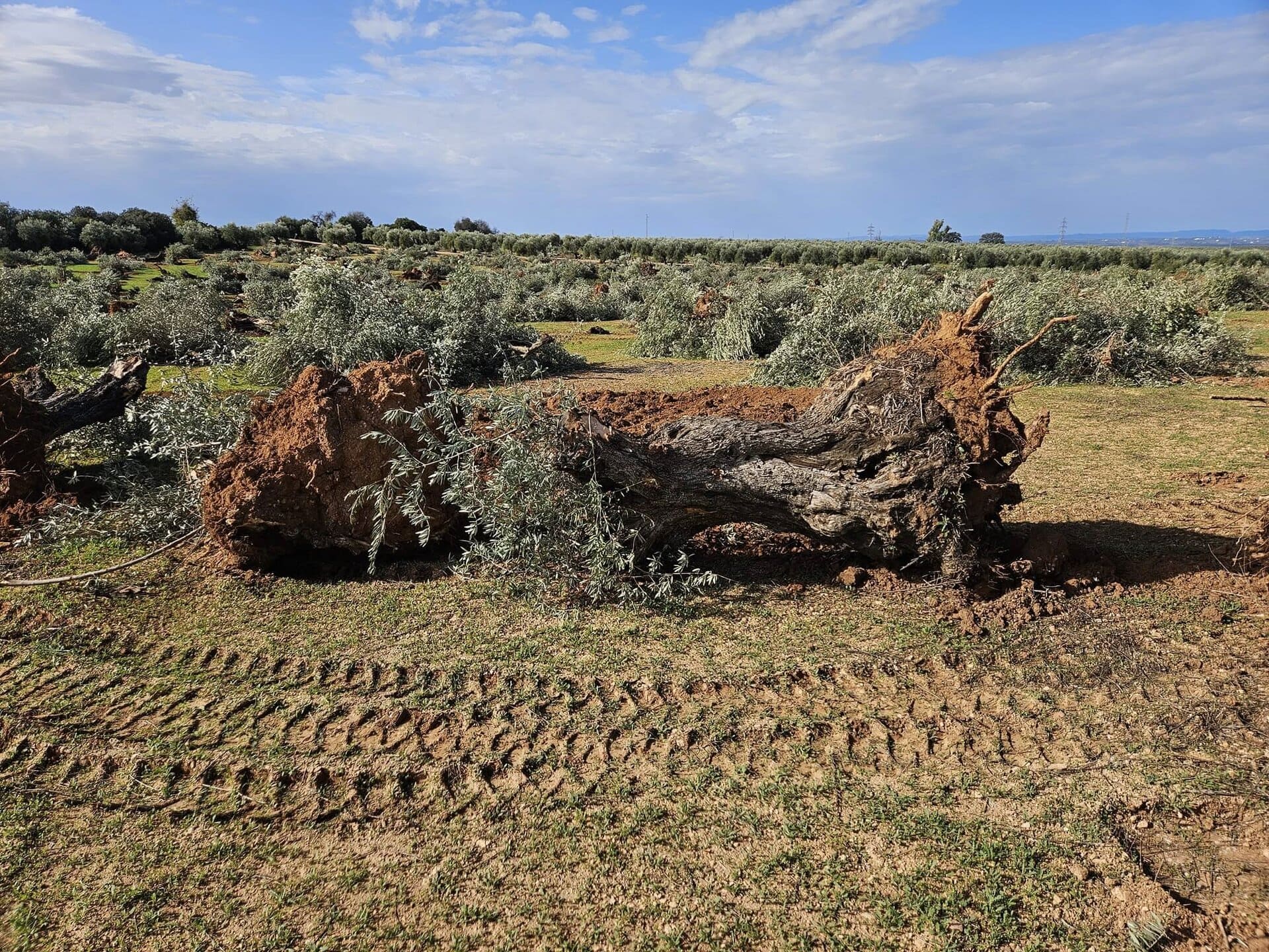 megaplantas solares tala olivos Lopera Arjona Marmolejo Jaén