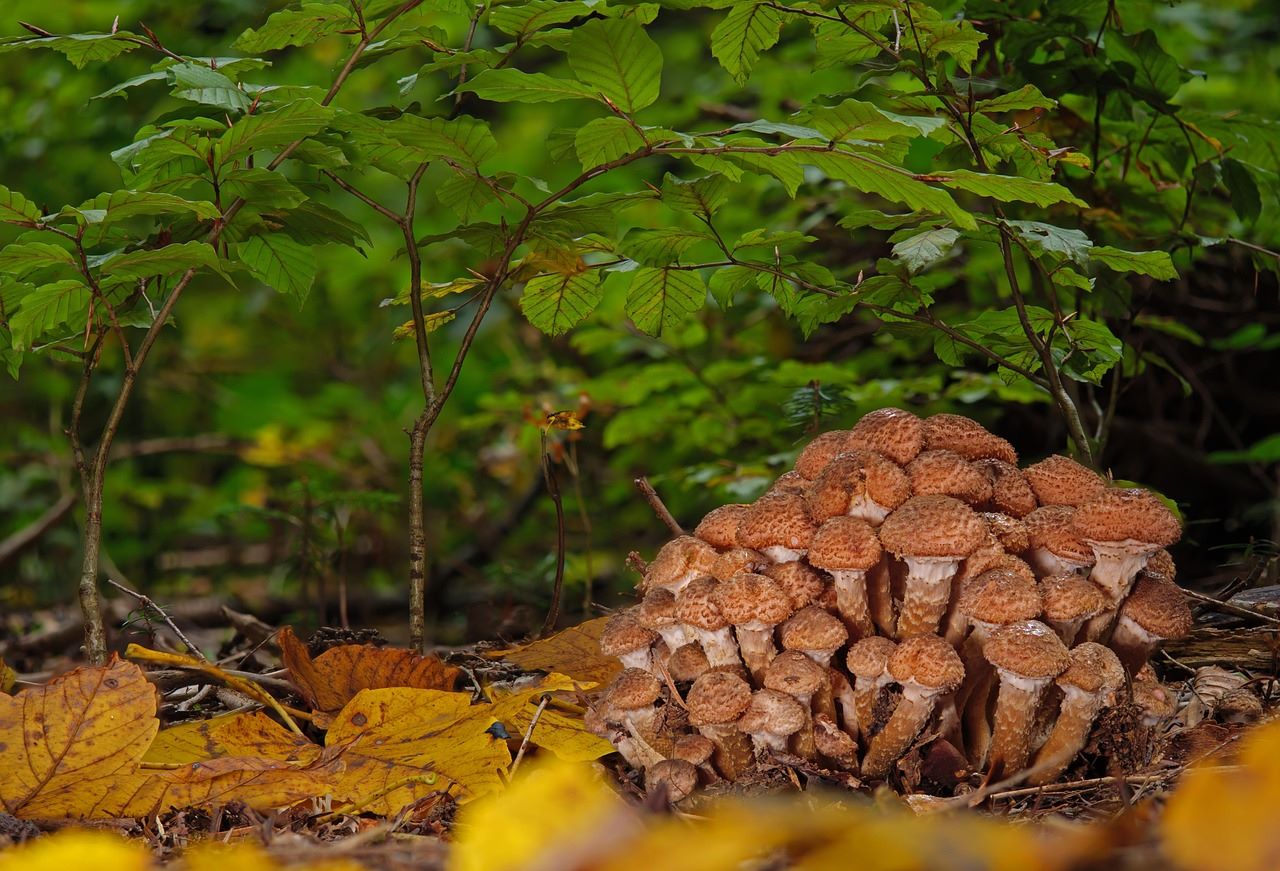 Bosques maduros setas pájaros trepadores pequeños microorganismos viven madera muerta