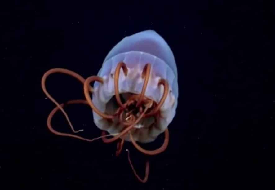 Cañón Submarino Mar Plata transmisión vivo impulsada CONICET