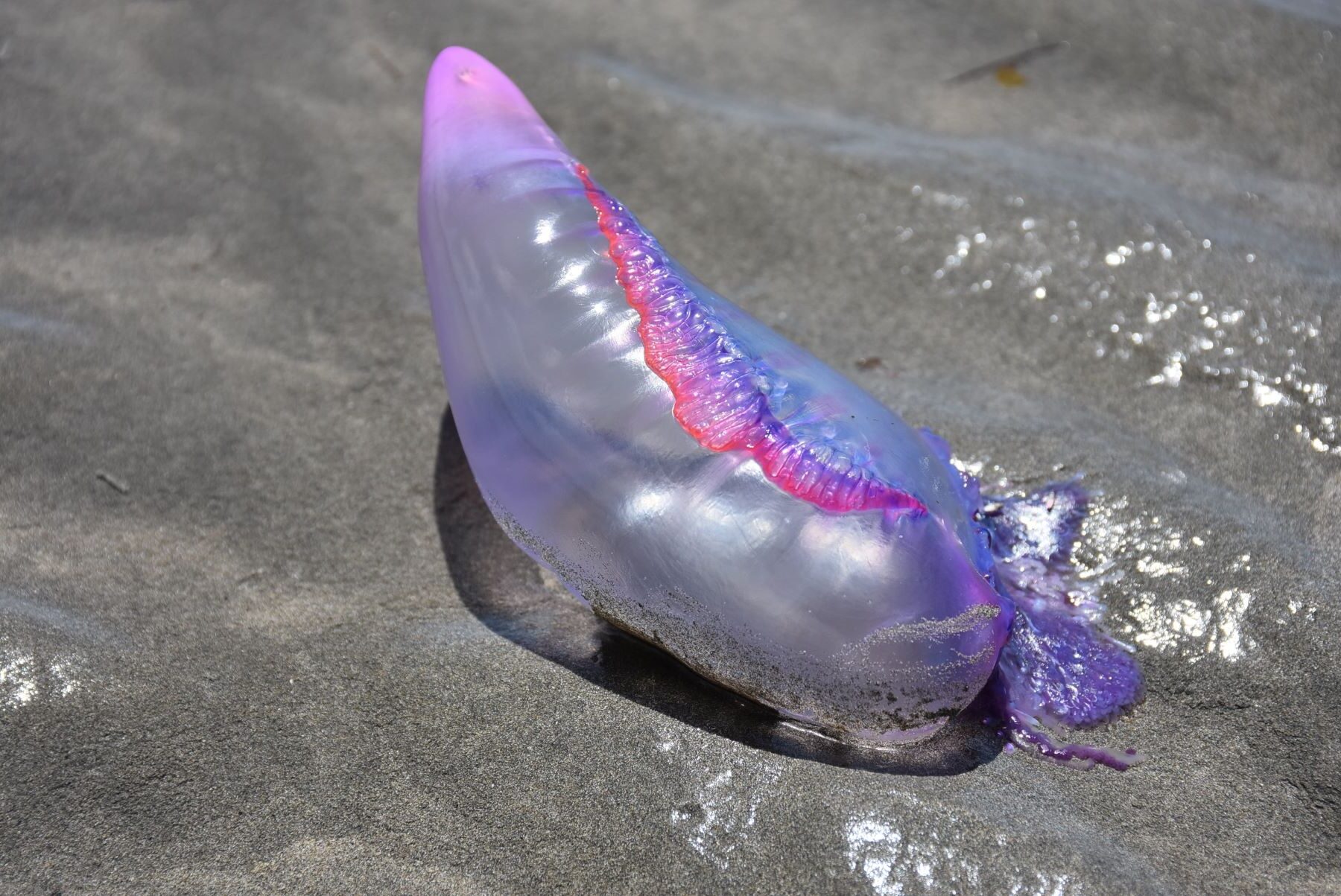 Carabelas portuguesas invaden playas Cantábrico