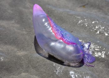 Carabelas portuguesas invaden playas Cantábrico