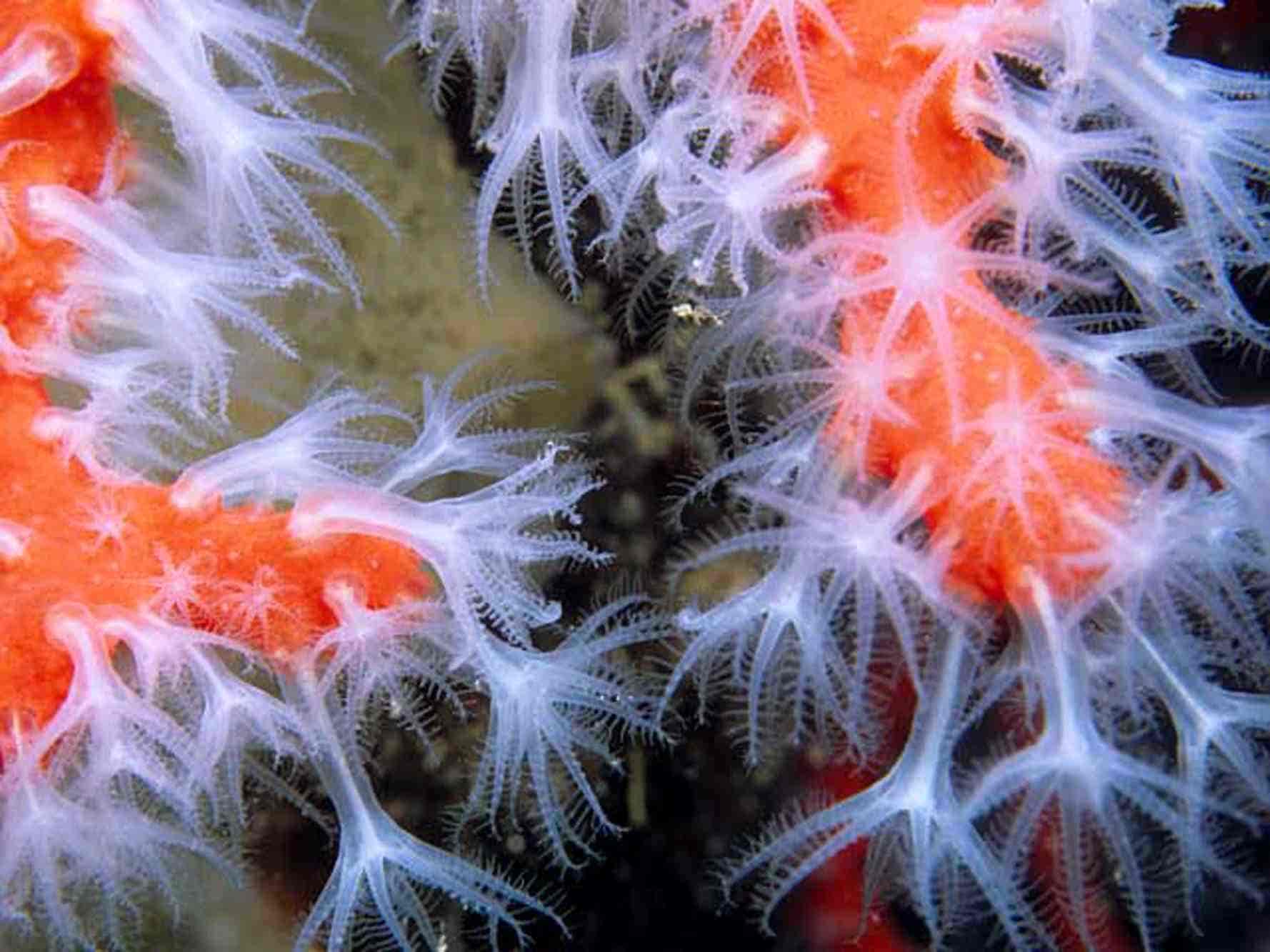 Científicos estudian secretos fondos marinos Islas Chafarinas