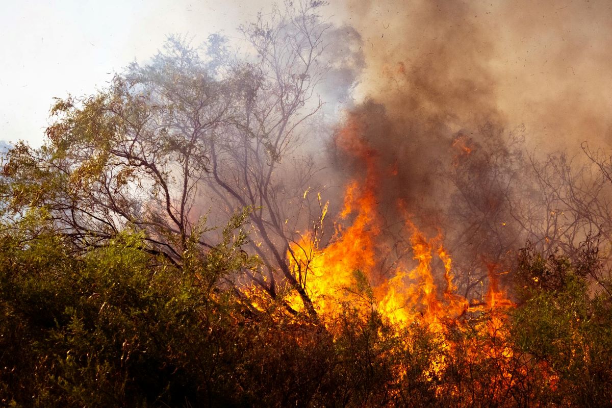cambio climático incendios forestales calcinando España políticos