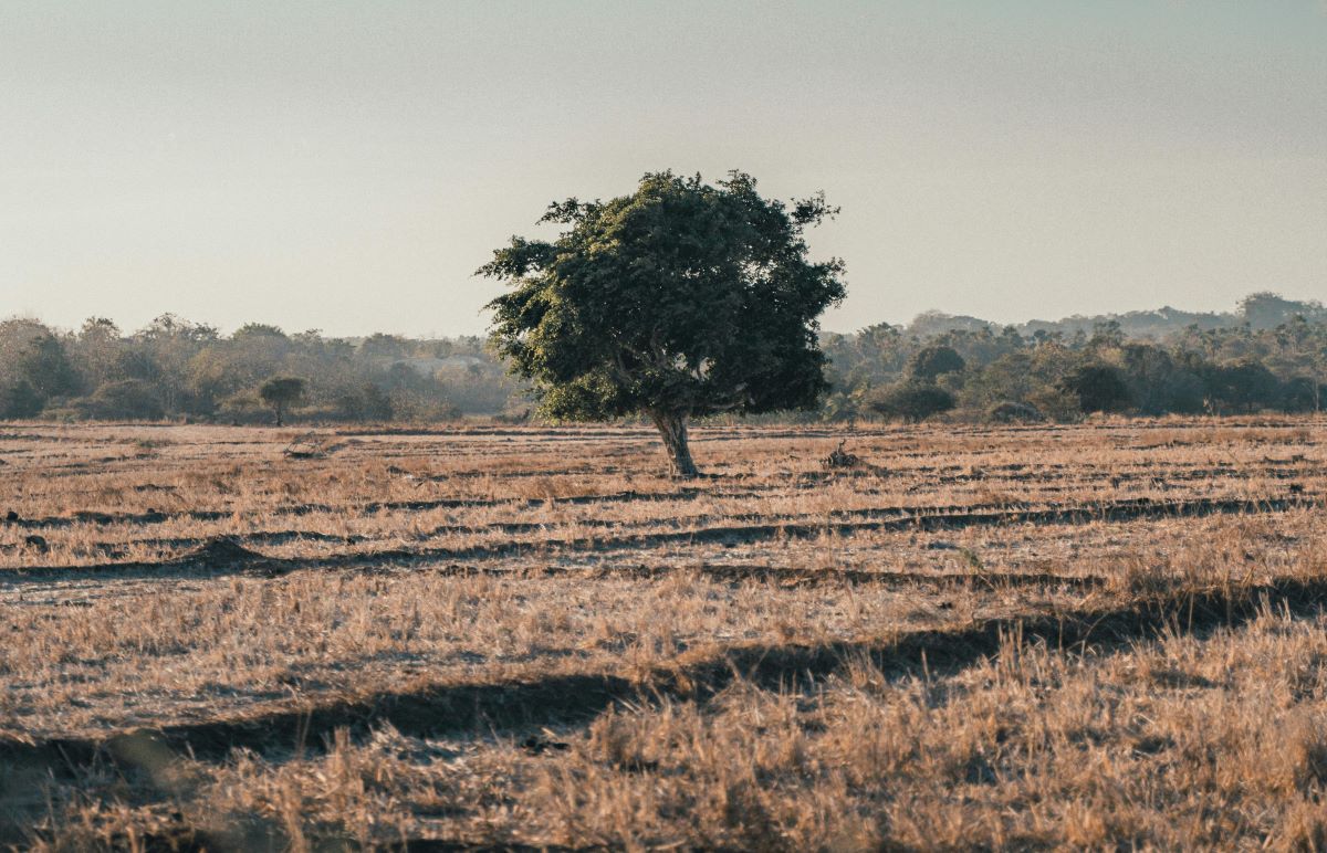Desertificación Cataluña