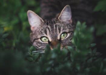 Día Internacional Gato 2025 liberación ilegal felinos Graciosa impacta biodiversidad isla