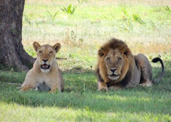 Día Internacional del León 2025 clave para la biodiversidad en África, la caza furtiva y la perdida de hábitats, principales problemas