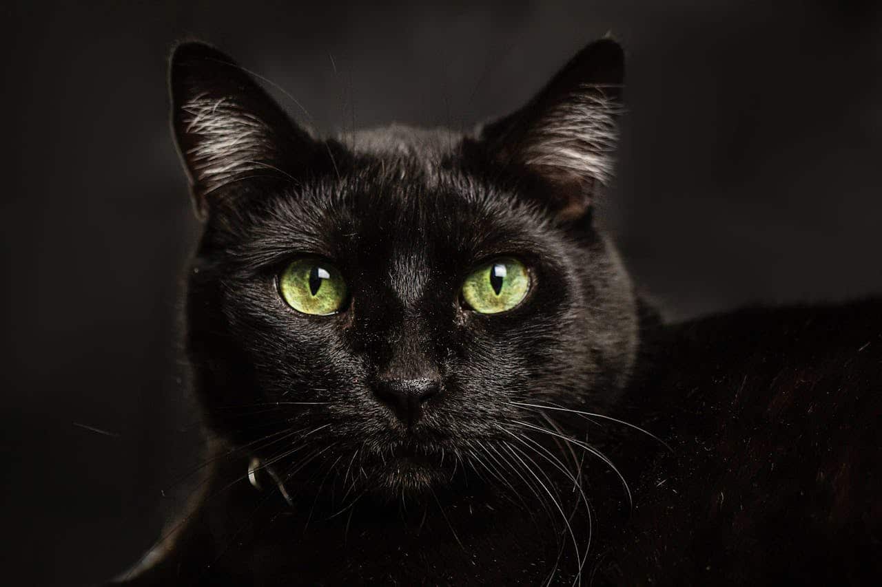 Día Mundial Gato Negro 2025