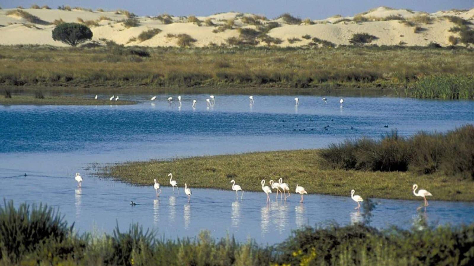 Doñana agua lluvia infiltra evapora almacena subsuelo