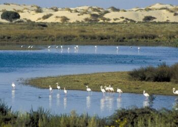 Doñana agua lluvia infiltra evapora almacena subsuelo