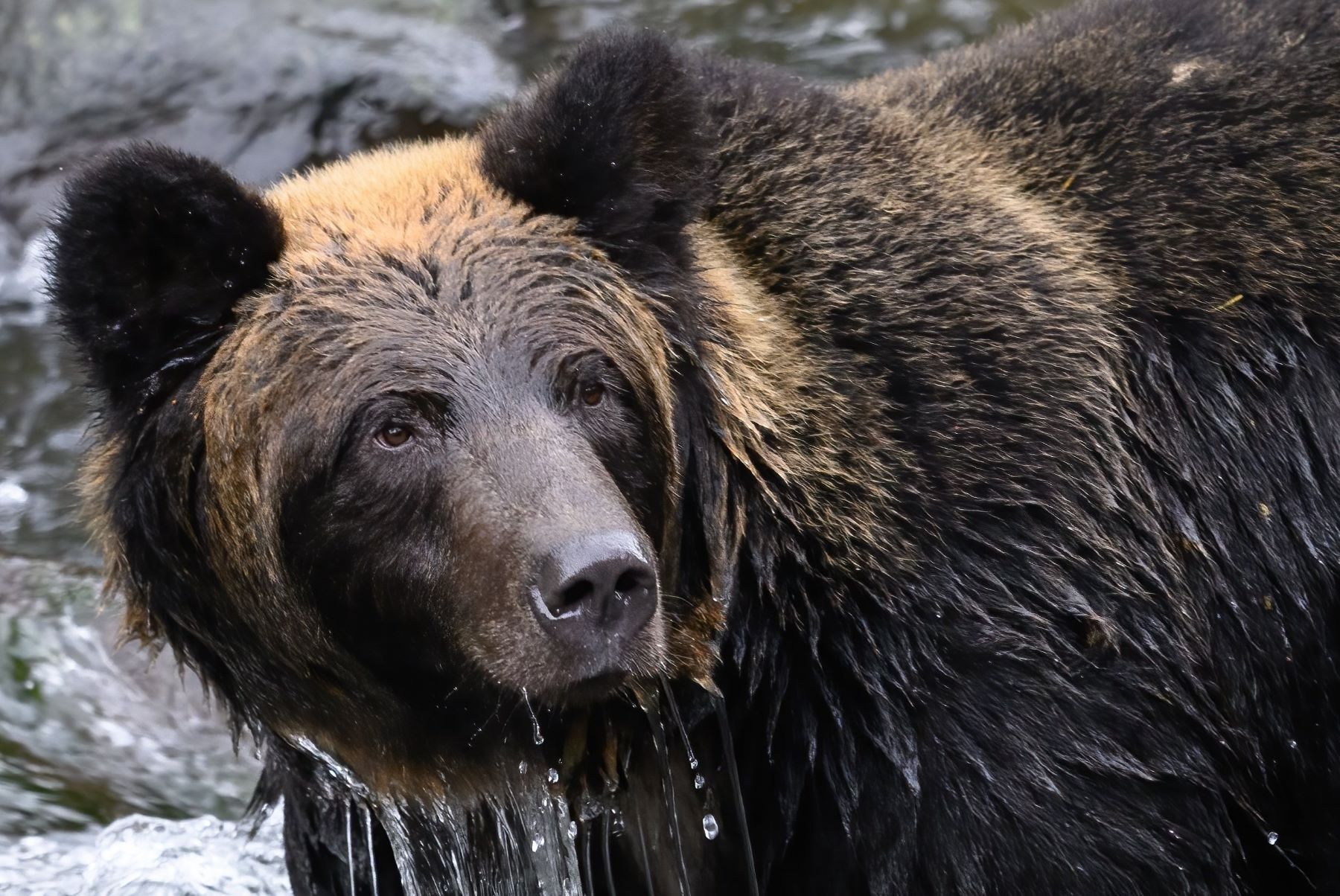 Dos osos radiomarcados muertos Castilla León