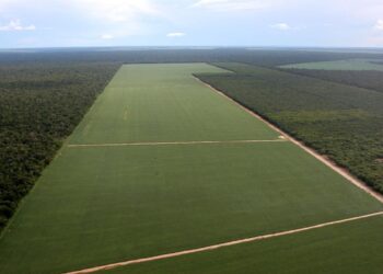 Ecologistas celebran vuelta moratoria soja Amazonía