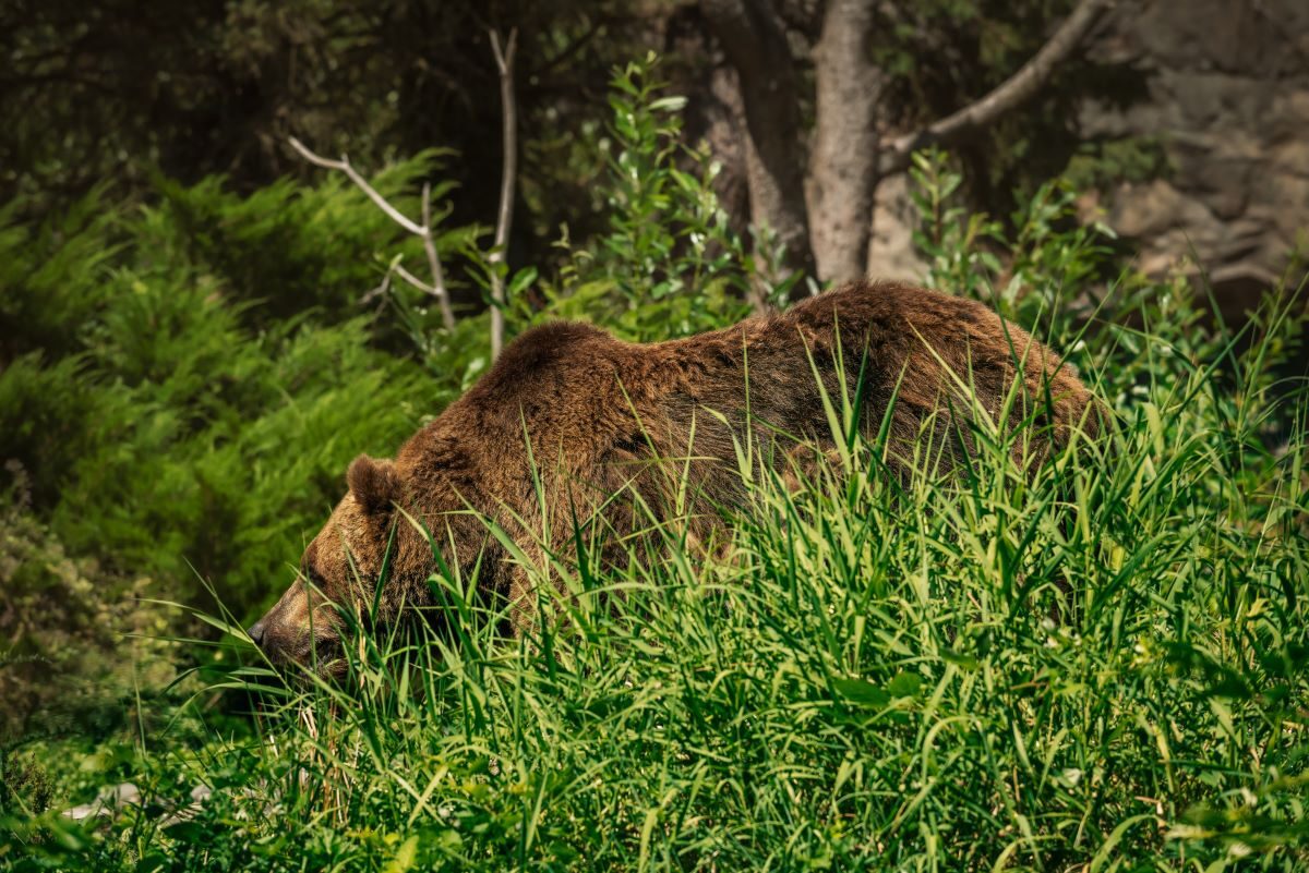 Ecologistas cadáver oso pardo cazado furtivamente Belmonte Asturias