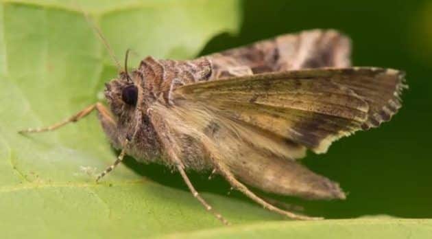 Ecuador Venezuela moscas polillas