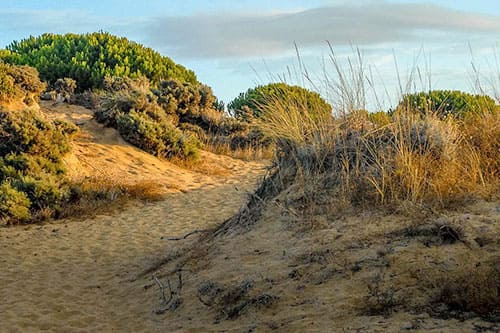 Gobierno renaturalización recuperación ecológica Doñana