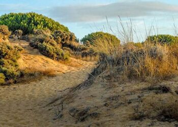 Gobierno renaturalización recuperación ecológica Doñana