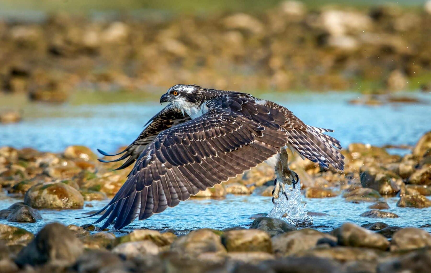 águila pescadora reproduce Marismas Odiel Huelva