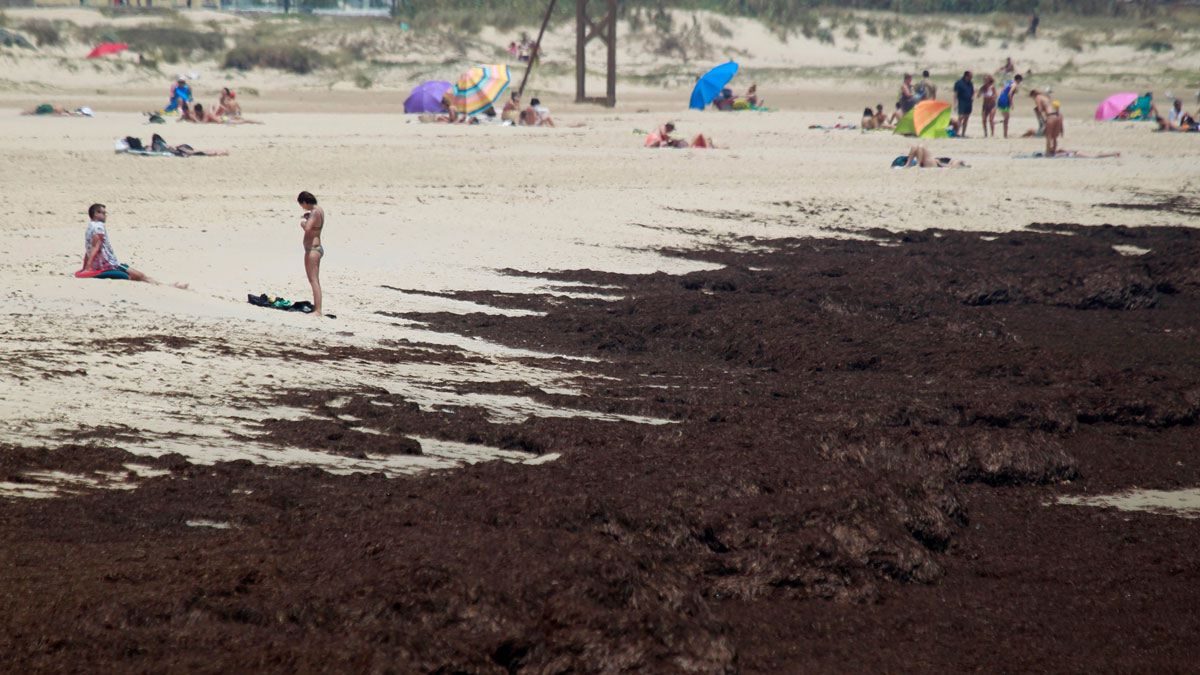 alga asiática costa andaluza