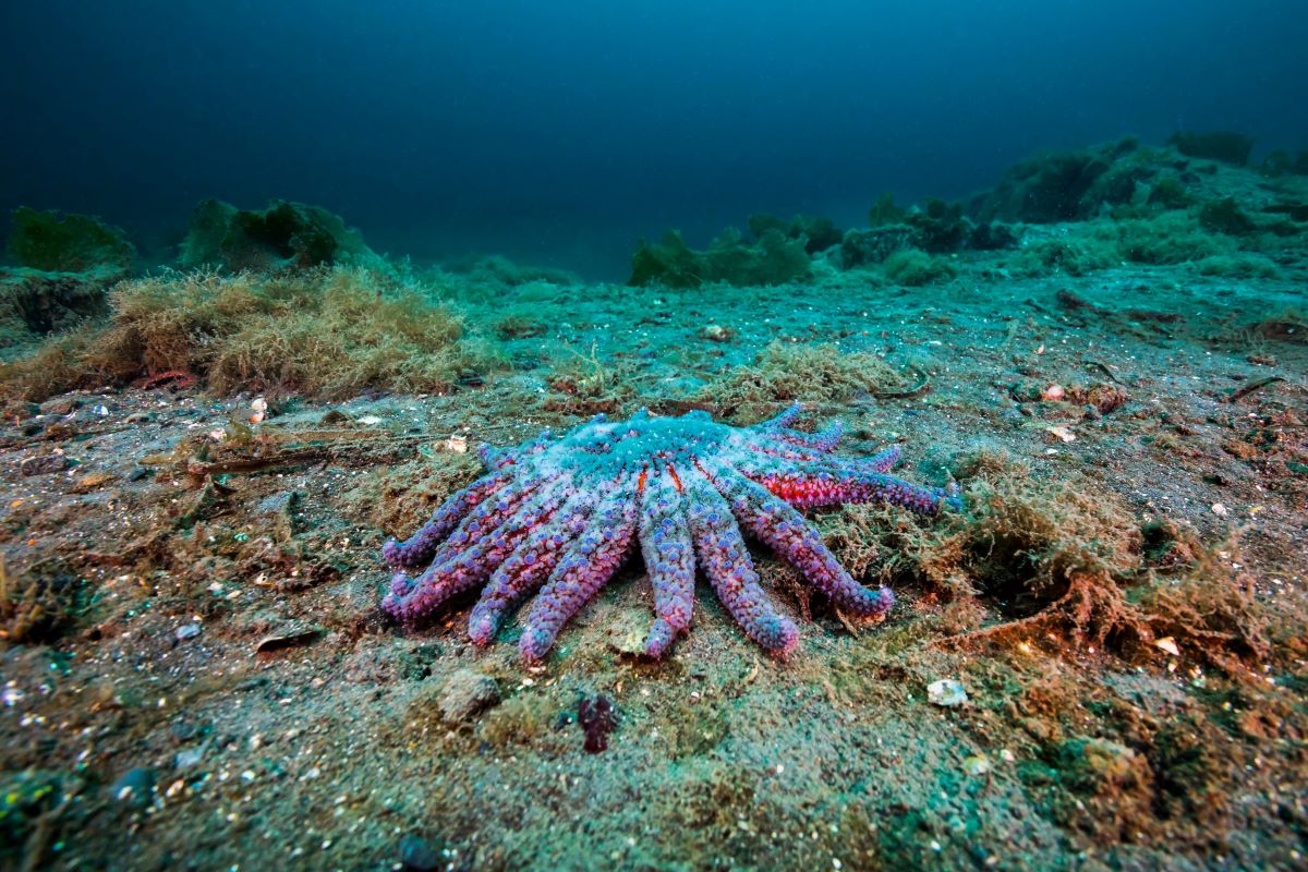 síndrome desgaste diezma población estrellas mar Norteamérica