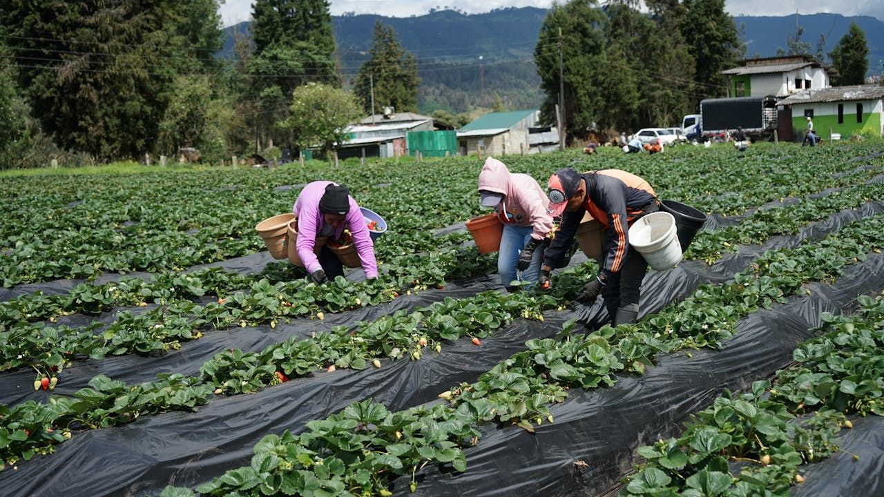 Ecuador plantas invasoras biodiversidad