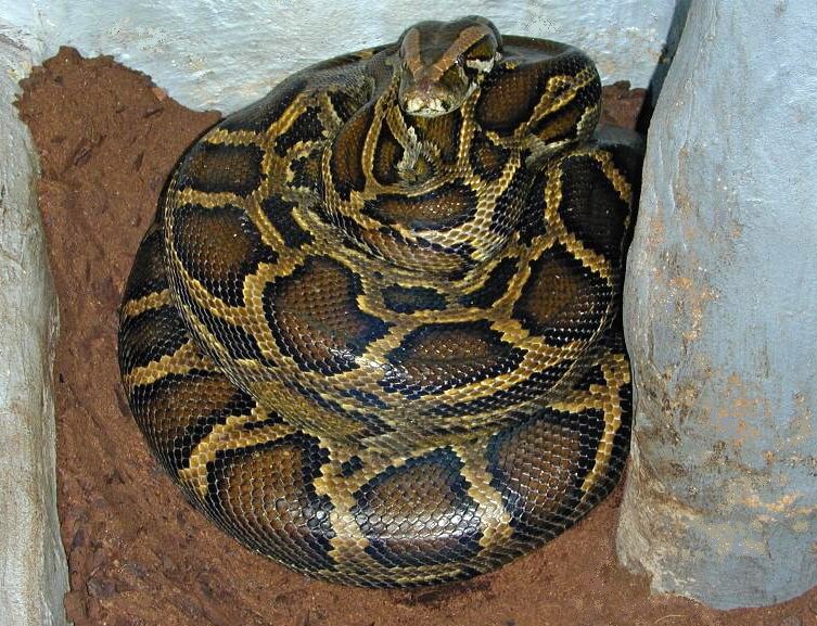 Florida EEUU recompensas abatir pitones invasoras