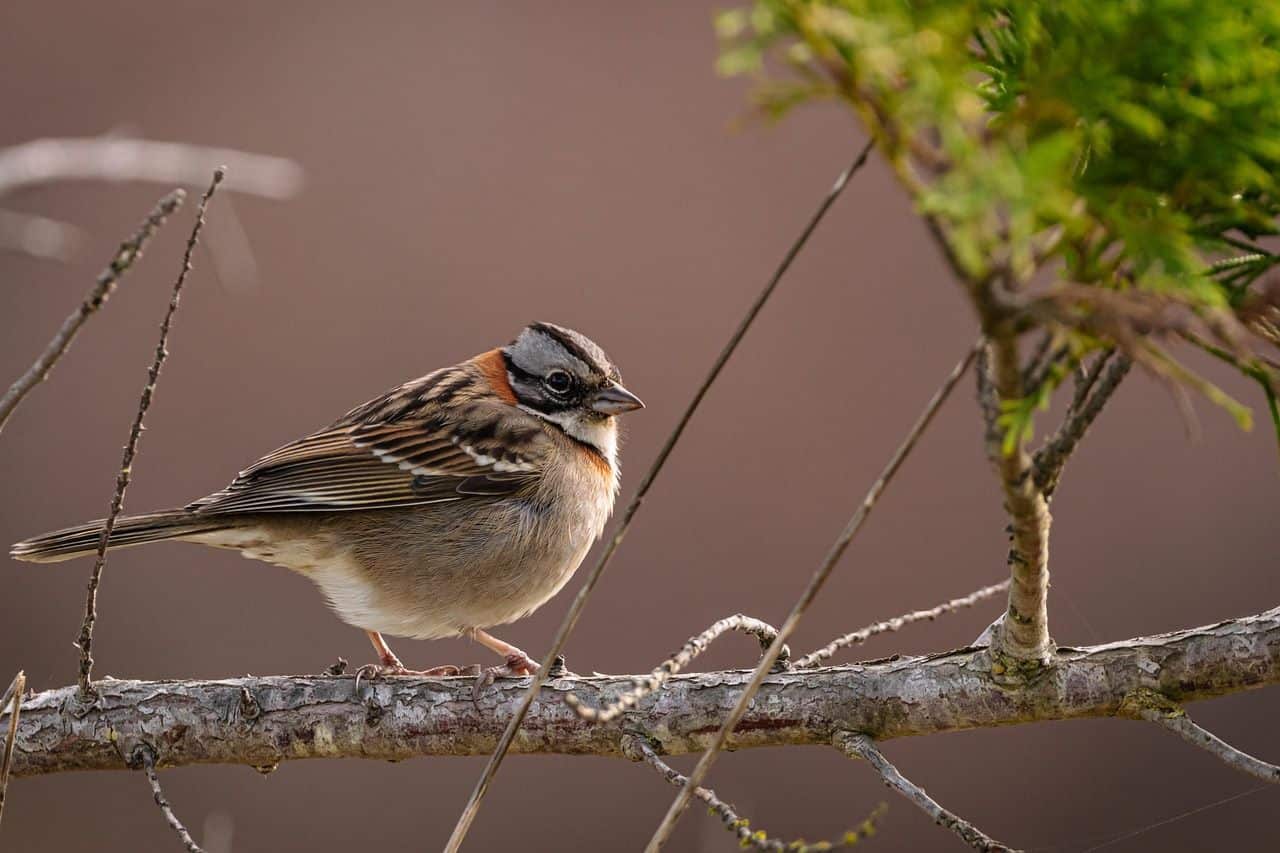 Barcelona Agentes Rurales intervienen pájaros fringílidos caza furtiva