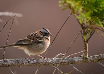 Barcelona Agentes Rurales intervienen pájaros fringílidos caza furtiva