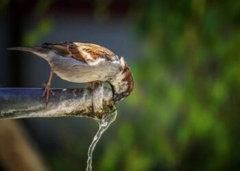 España olas calor largas frecuentes cambio climático