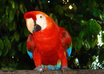 zonas cálidas ecuatoriales temperaturas extremas diezman aves