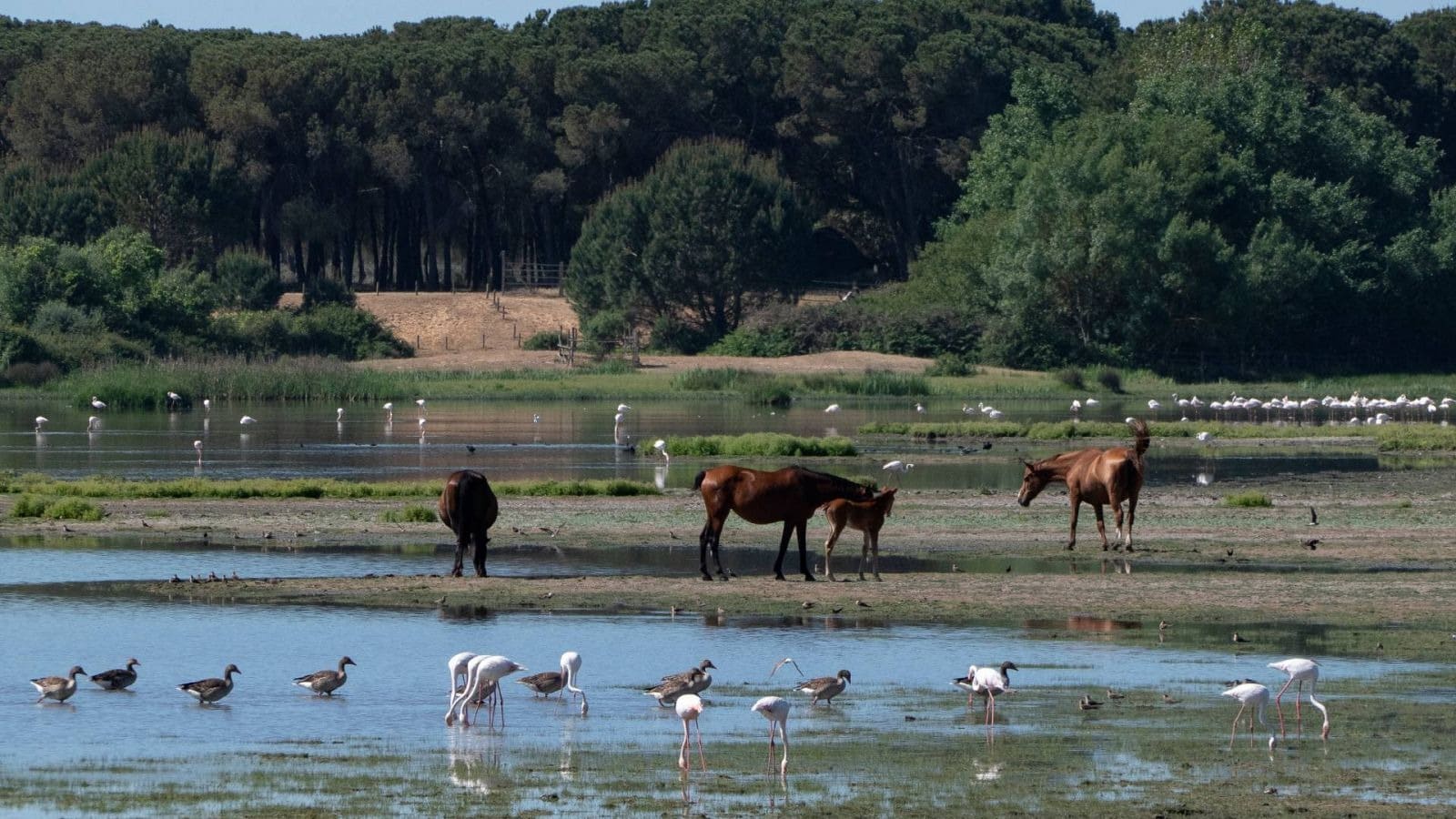 Estación Biológica de Doñana ciencia ‘avalar’ medidas emergencia climática