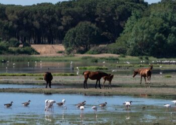 Estación Biológica de Doñana ciencia ‘avalar’ medidas emergencia climática