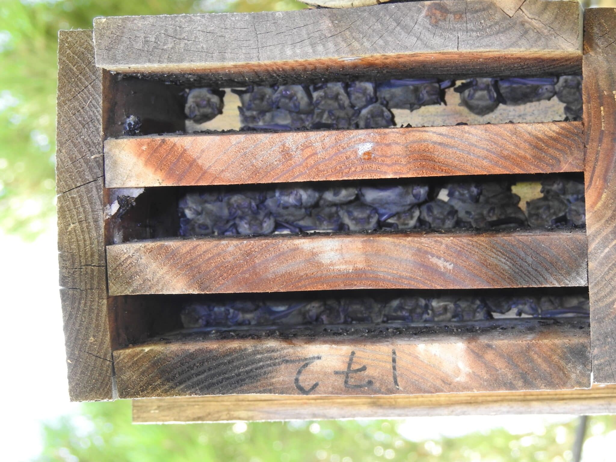 Proyecto Fluviatilis: refugios fauna 40 por ciento ocupación