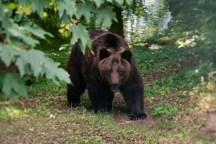 Fundación Oso Pardo preocupa situación especie calcinado áreas críticas