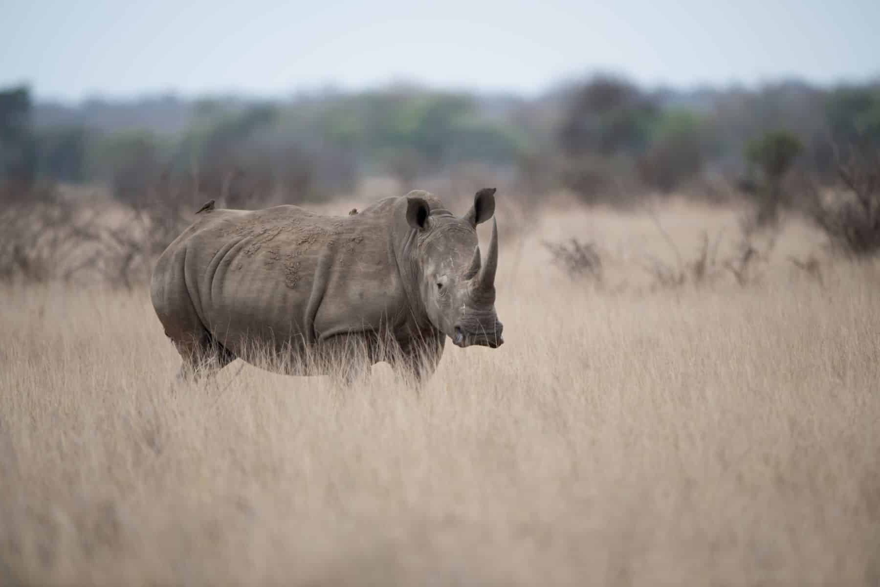 IUCN rinocerontes blancos peor registro