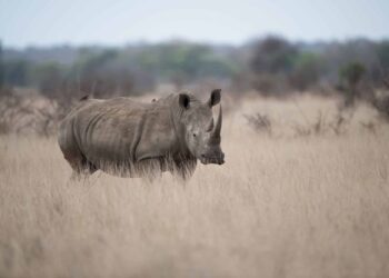IUCN rinocerontes blancos peor registro