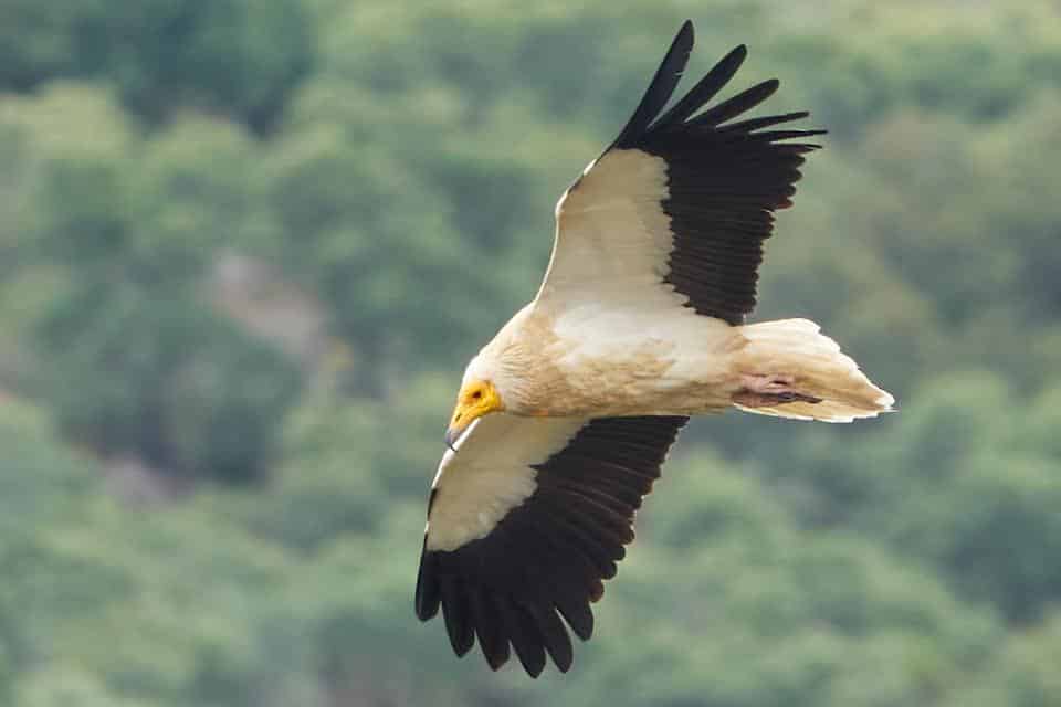 Identificación amenazas alimoche Aragón Castilla-La Mancha Castilla León Extremadura Navarra