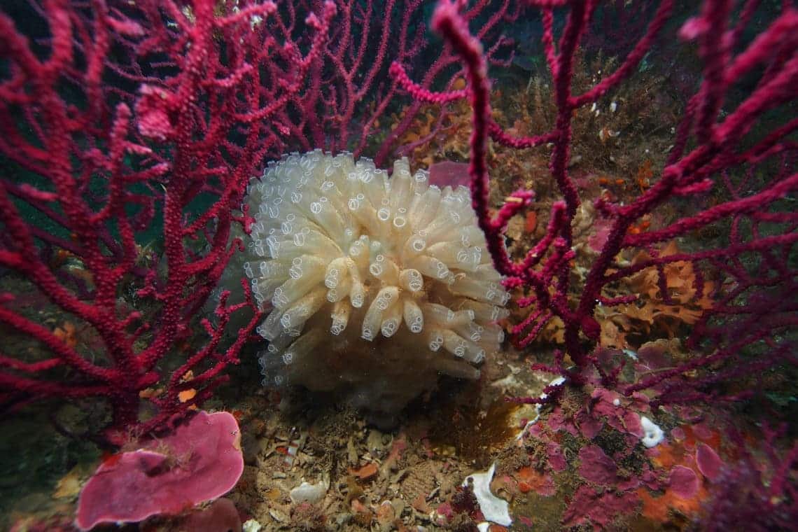 Innovación restaurar ‘arrecifes Mar Alborán