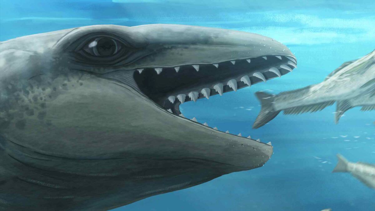 Janjucetus Dullardi ballena extinta