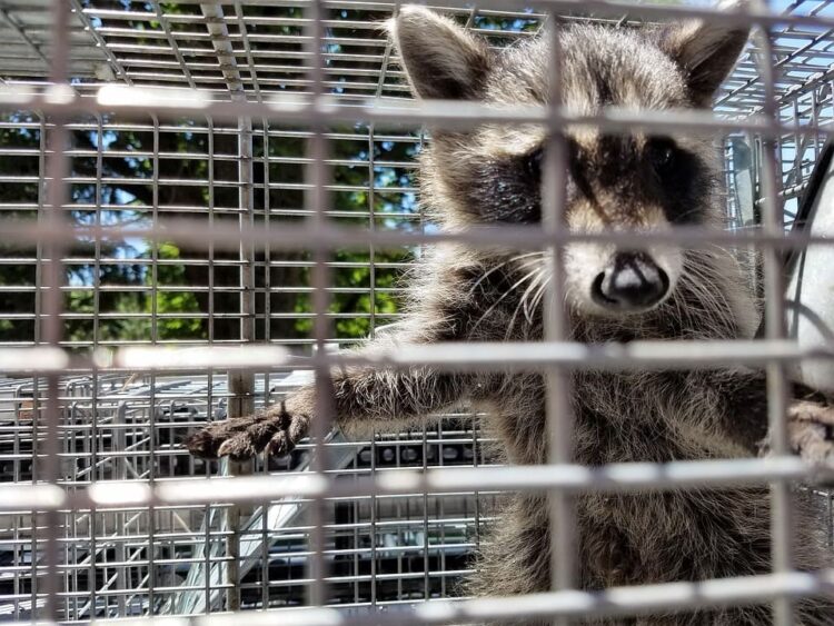 Guardia Civil desmantela zoo privado ilegal 150 animales exóticos