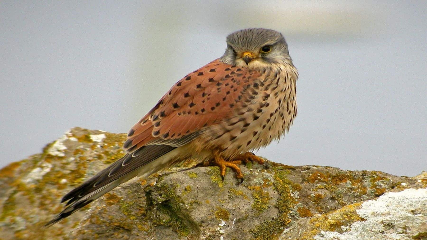 La Junta de Andalucía libera tres cernícalos y una carraca tras su recuperación en Vélez-Blanco (Almería)